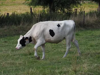 Roborst (België)